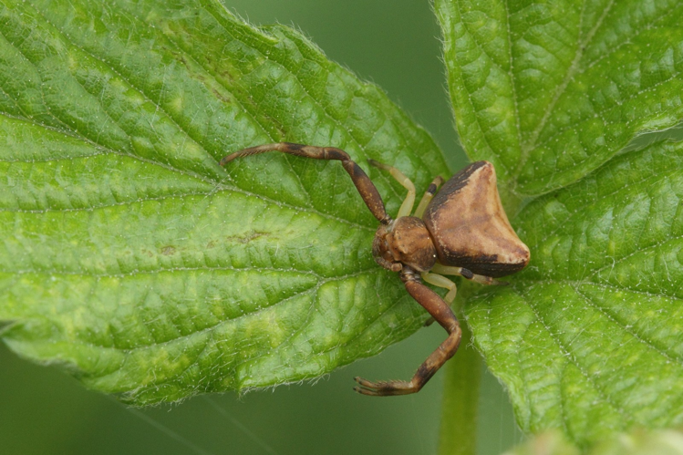 Pistius truncatus (Pallas, 1772) &copy; Koos Werther