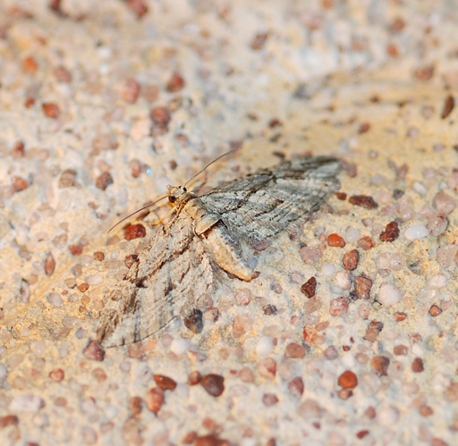 Eupithecia phoeniceata (Rambur, 1834) &copy; Louis Westgeest