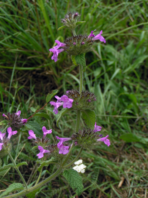 Clinopodium vulgare01.jpg © Commons