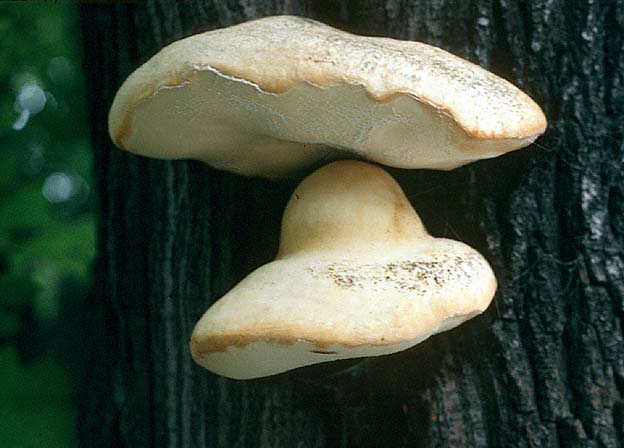 Spongipellis spumeus, 23.8.1984 &copy; MycoKey / Heikki Kotiranta