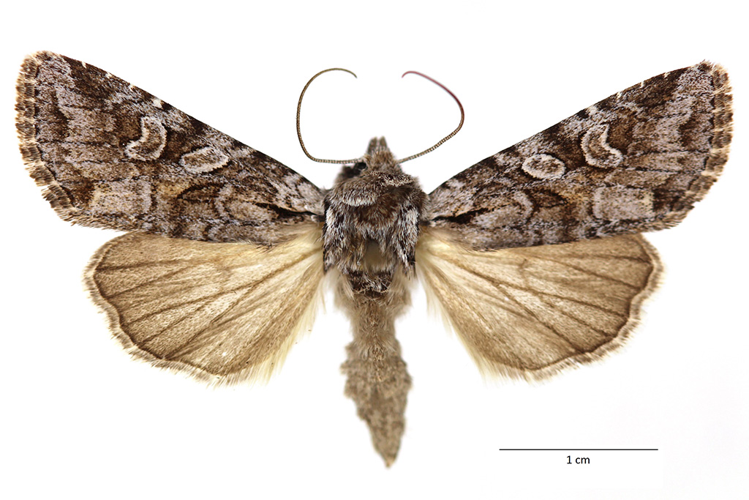 Lasionhada proxima (Hübner, 1809) &copy; De Prins Guido