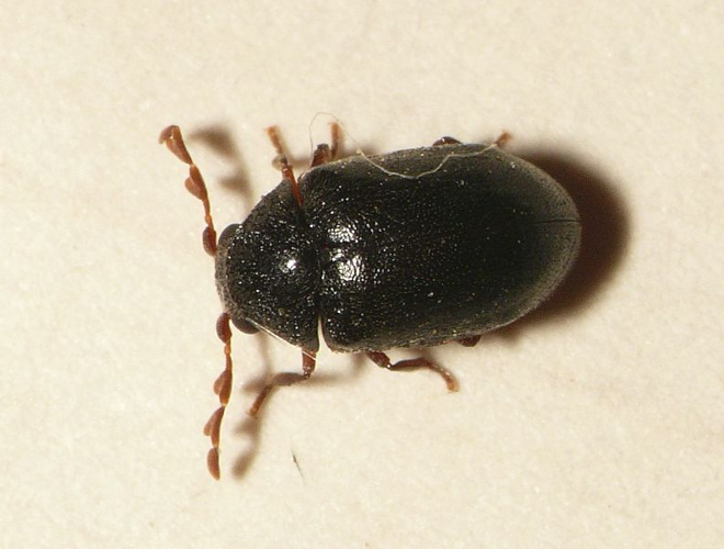 Dorcatoma robusta A. Strand, 1938 &copy; Dick Belgers