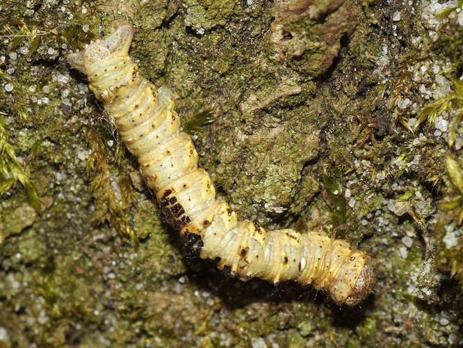 Phigalia pilosaria (Denis & Schiffermüller, 1775) &copy; Hans Jonkman