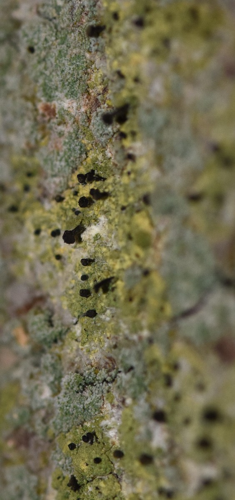 Chaenotheca ferruginea, DMS-9234535 &copy; Lars Jørgen Grønbjerg