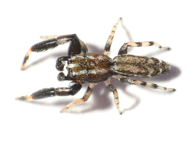 Marpissa nivoyi (Lucas, 1846) &copy; Dick Belgers