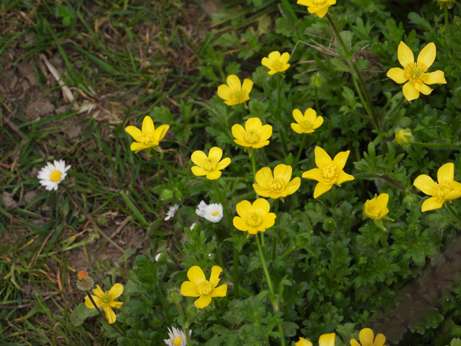 Ranunculus sardous Crantz, 1763 &copy; Theo van Cuijk