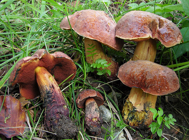 Suillellus queletii, JV06-406 &copy; MycoKey / Jan Vesterholt