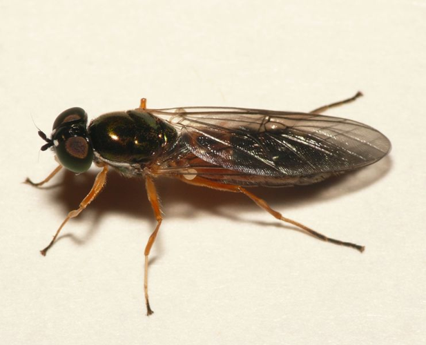 Sargus bipunctatus (Scopoli, 1763) &copy; Dick Belgers