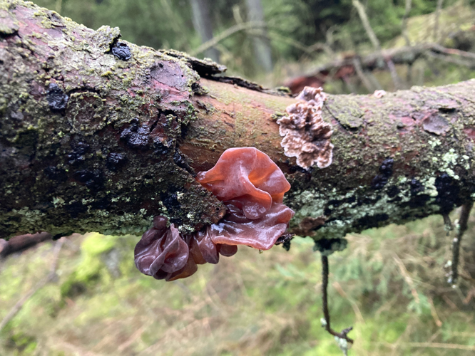 Phaeotremella foliacea, DMS-10412977 &copy; Frits Sørensen