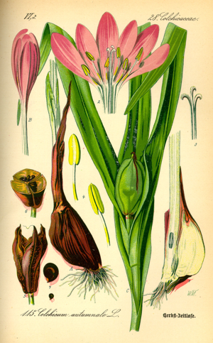 Illustration Colchicum autumnale0.jpg © Commons