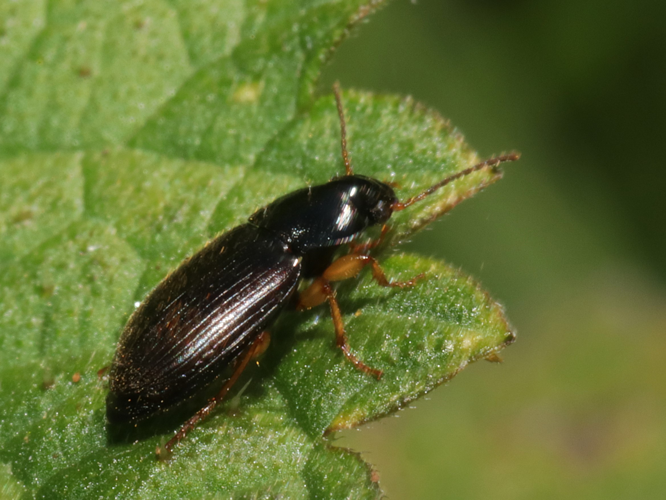 Parophonus maculicornis (Duftschmid, 1812) &copy; Petra Fleurbaaij