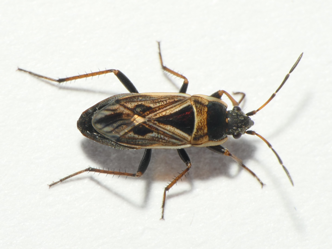 Xanthochilus quadratus (Fabricius, 1798) &copy; Dick Belgers