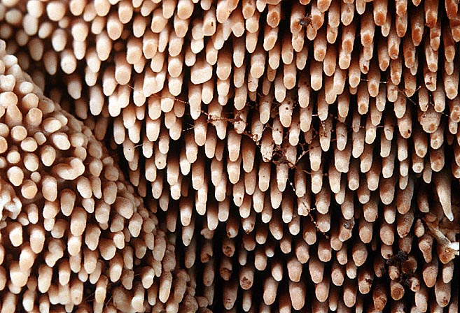 Hydnellum peckii, JHP-01.109 &copy; MycoKey / Jens H. Petersen