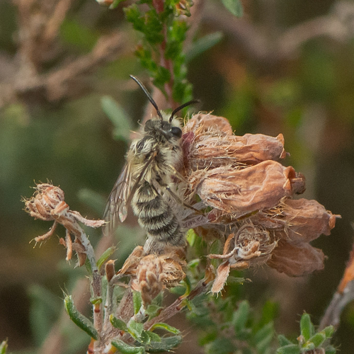 Andrena fuscipes (Kirby, 1802) &copy; Wijnand van Buuren
