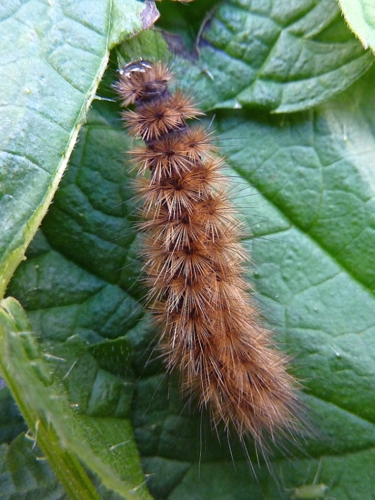 Phragmatobia fuliginosa (Linnaeus, 1758) &copy; Hans Jonkman