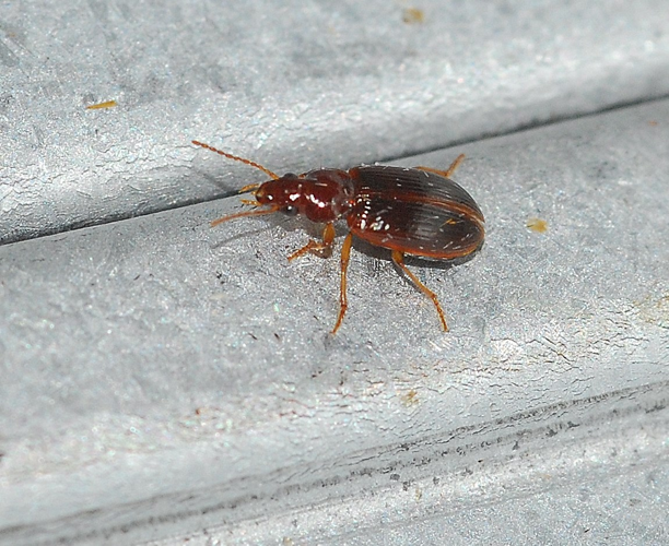 Bradycellus harpalinus (Audinet-Serville, 1821) &copy; Louis Westgeest