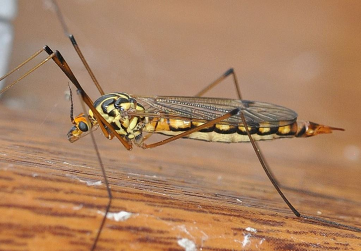 Nephrotoma scalaris (Meigen, 1818) &copy; Louis Westgeest