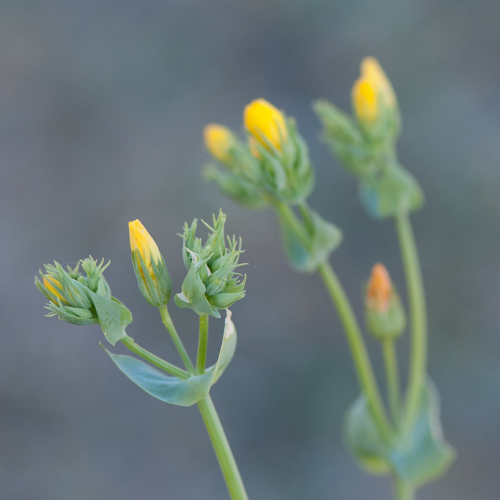 Blackstonia perfoliata subsp. perfoliata (L.) Huds., 1762 &copy; Wijnand van Buuren