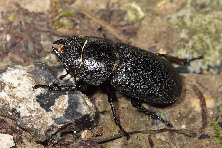 Dorcus parallelipipedus (Linnaeus, 1758) &copy; Marijke Kanters