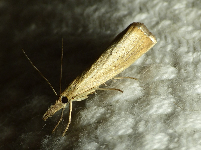 Agriphila straminella (Denis & Schiffermüller, 1775) &copy; Dick Belgers