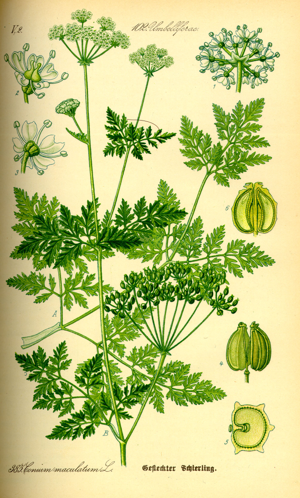 Illustration Conium maculatum0.jpg © Commons