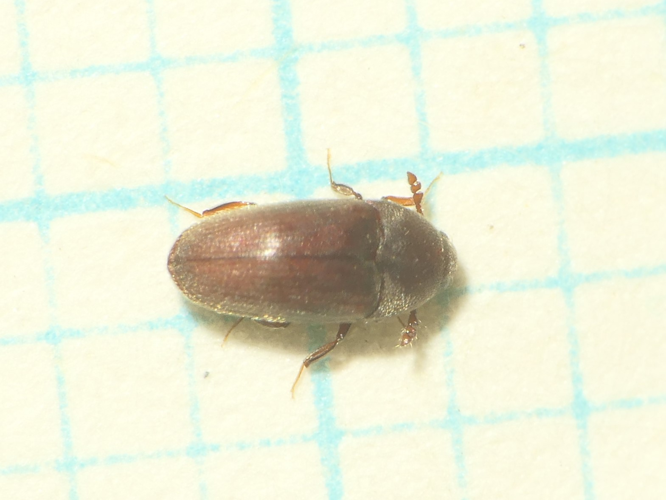 Trixagus gracilis Wollaston, 1854 &copy; Dick Belgers