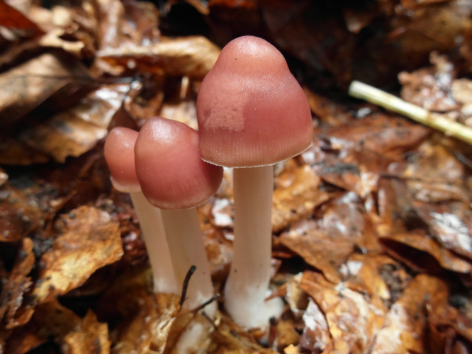 Mycena rosea Gramberg, 1912 &copy; Tjerk Nawijn
