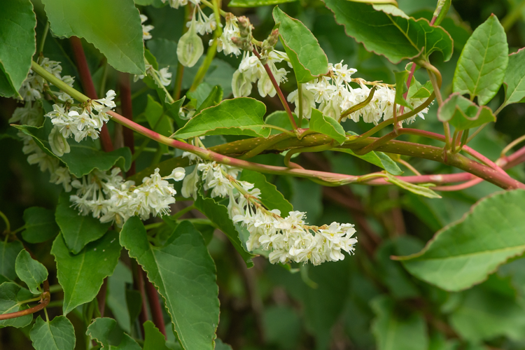 Fallopia baldschuanica (Regel) Holub, 1971 &copy; Wijnand van Buuren