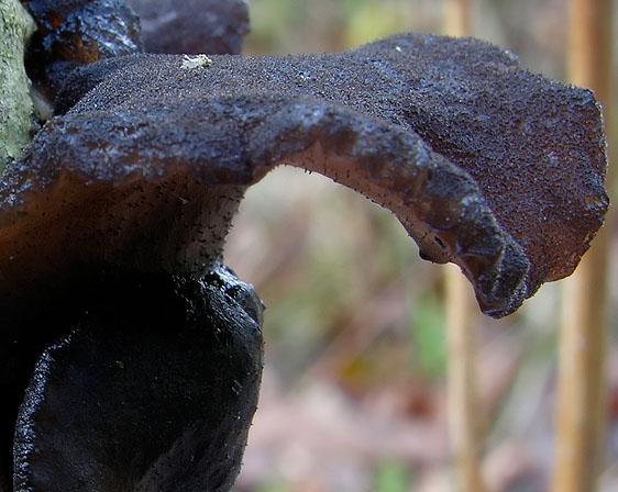 Exidia glandulosa, JHP-07.005 &copy; MycoKey / Jens H. Petersen