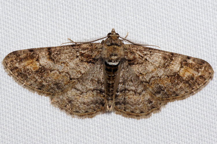 Cleora cinctaria (Denis & Schiffermüller, 1775) &copy; Hans Jonkman