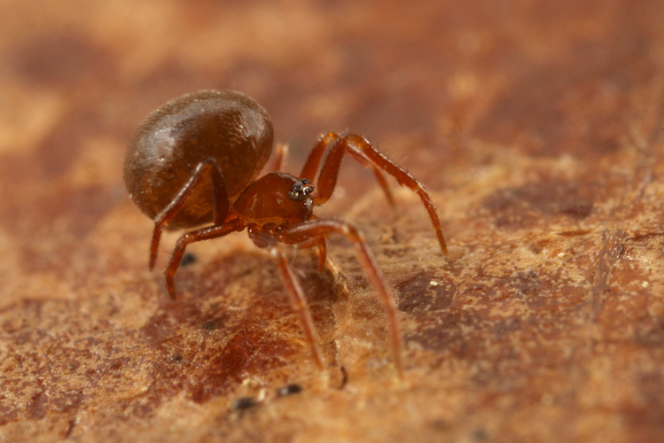 Pholcomma gibbum (Westring, 1851) &copy; Anne Krediet