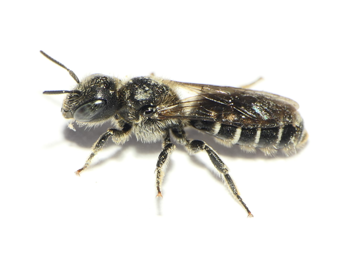 Hoplitis leucomelana (Kirby, 1802) &copy; Dick Belgers