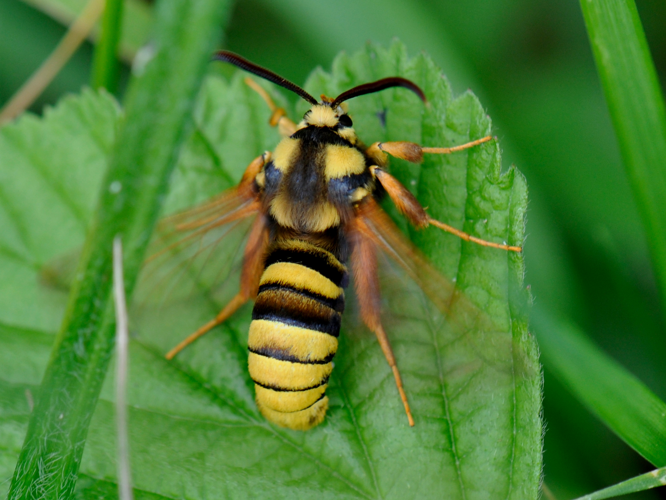 Sesia apiformis (Clerck, 1759) &copy; Hannco Bakker