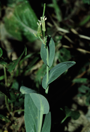 Conringia orientalis eF.jpg © Commons