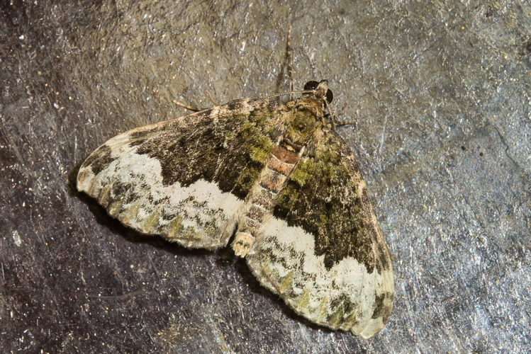 Euphyia biangulata (Haworth, 1809) &copy; Steeman Chris