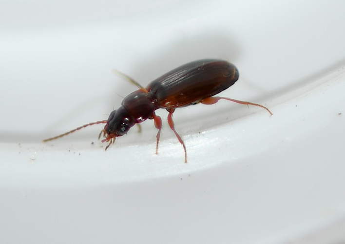 Trechus quadristriatus (Schrank, 1781) &copy; Louis Westgeest