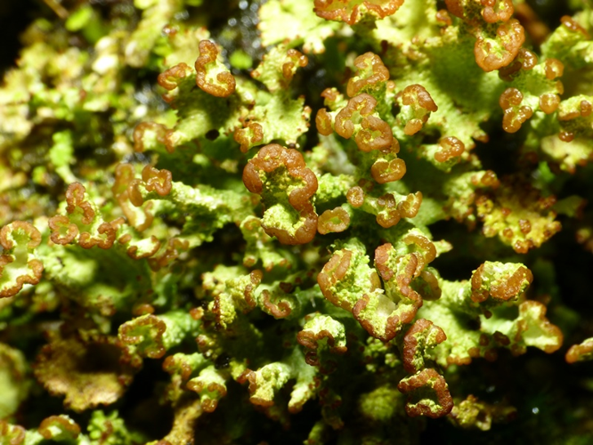 Cladonia ramulosa (With.) J.R.Laundon, 1984 &copy; Dick Belgers