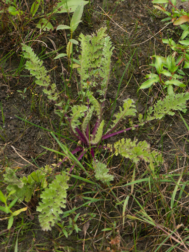 Jacobaea vulgaris Gaertn., 1791 &copy; Wijnand van Buuren