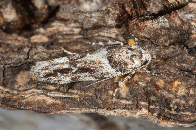 Recurvaria nanella (Denis & Schiffermüller, 1775) &copy; Sandra Lamberts