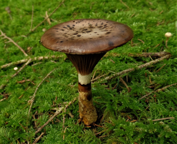 Gomphidius glutinosus (Schaeff.) Fr., 1838 &copy; Ab Neutel