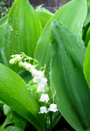 Convallaria majalis l.jpg © Commons