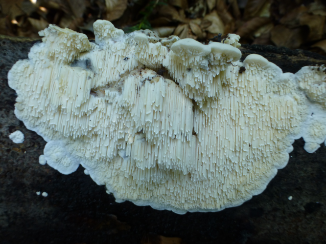 Spongipellis pachyodon (Pers.) Kotl. & Pouzar, 1965 &copy; Tjerk Nawijn