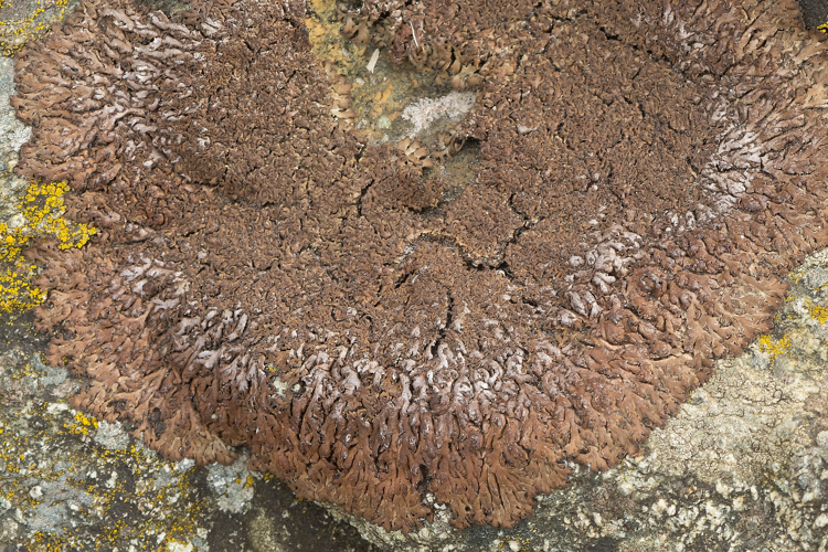 Anaptychia runcinata (With.) J.R.Laundon, 1984 &copy; Wijnand van Buuren