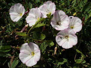 Convolvulus arvensis.jpg © Commons