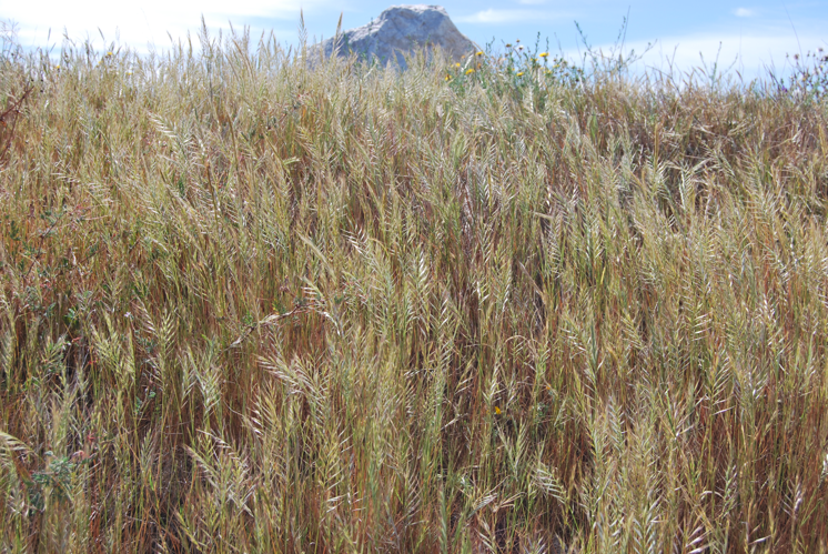 Vulpia alopecuros (Schousboe) Dumort. &copy; 