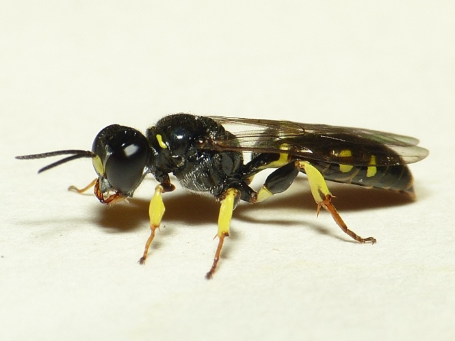 Crossocerus binotatus Lepeletier & Brullé, 1835 &copy; Dick Belgers