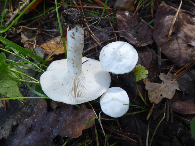 Clitopilus prunulus (Scop.) P.Kumm., 1871 &copy; Tjerk Nawijn