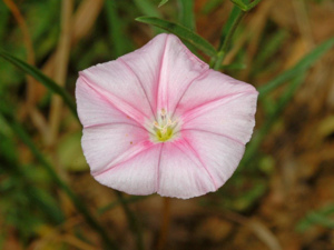 Convolvulaceae - Concolvulus cantabrica-1.JPG © Hectonichus