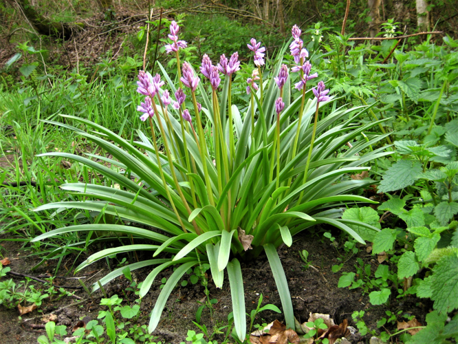 Hyacinthoides hispanica (Mill.) Rothm., 1944 &copy; Martien van den Heuvel