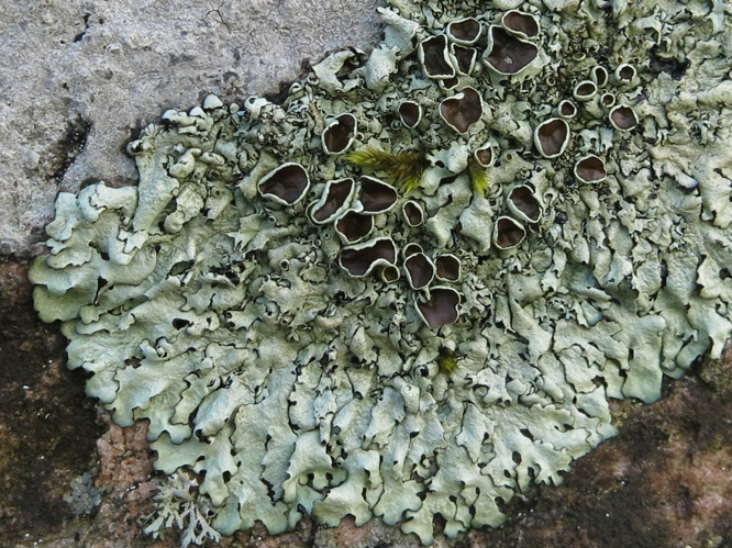 Xanthoparmelia stenophylla, DMS-9242988 &copy; Anne-Grethe Lentz